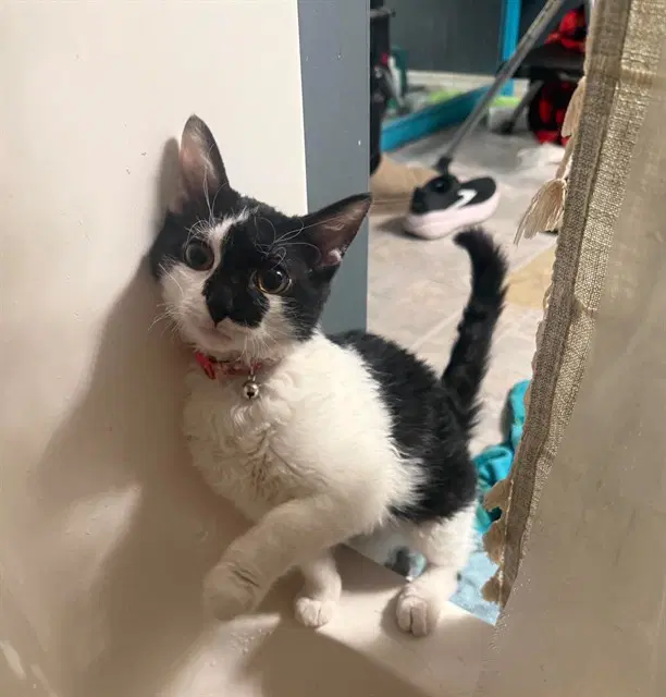 Glitch - Domestic Short Hair