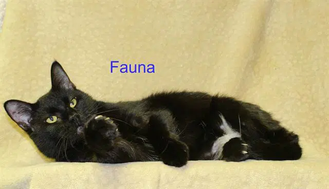 Fauna - Domestic Short Hair