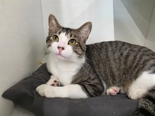 Unknown - Domestic Short Hair