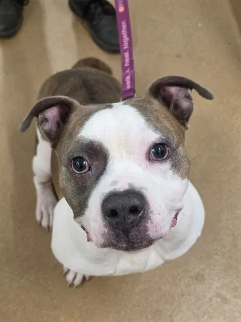 Jacks - Pit Bull Terrier