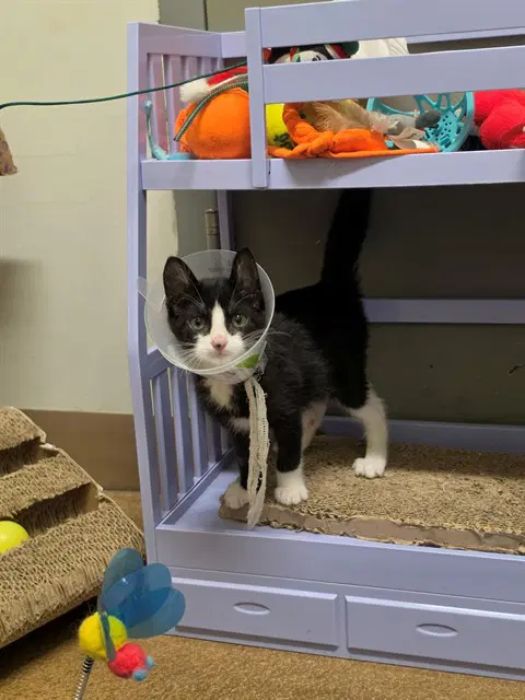 Darla - Domestic Short Hair