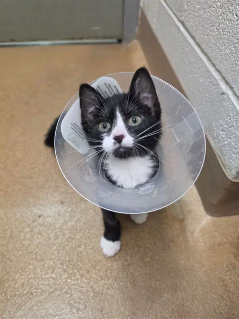 Davina - Domestic Short Hair