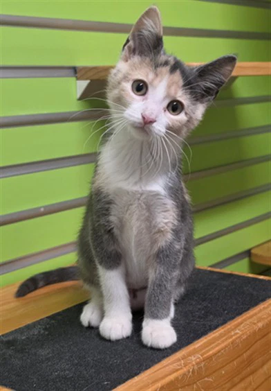 Nova