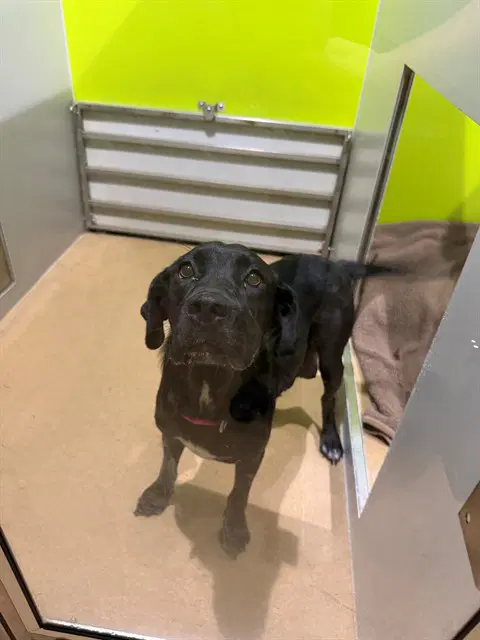 Athena - Labrador Retriever