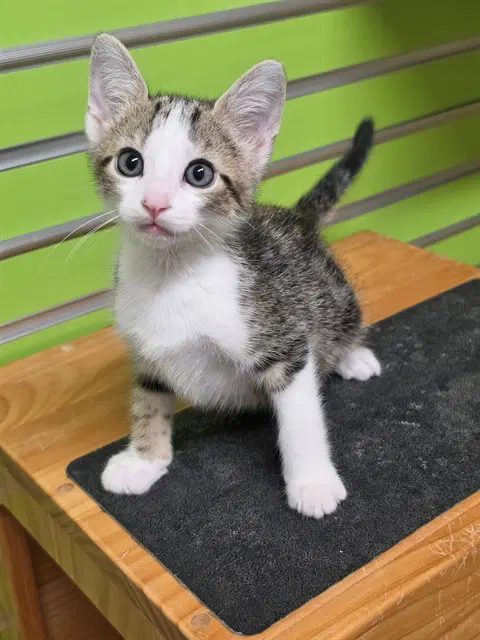 Wonton - Domestic Short Hair