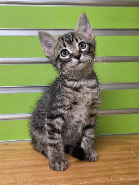Dumpling - Domestic Short Hair