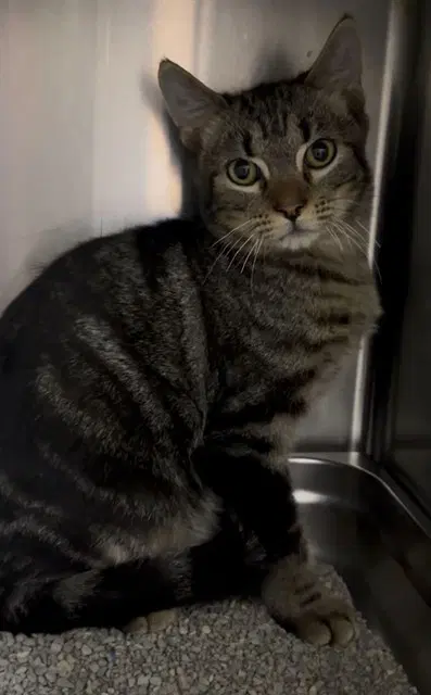 Campbell - Domestic Short Hair