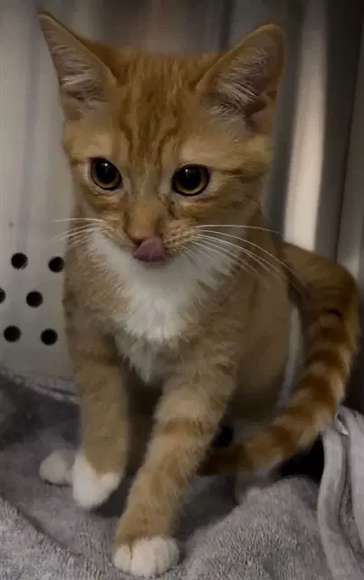 Finnick - Domestic Short Hair