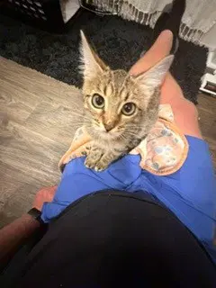 Sherman - Domestic Short Hair