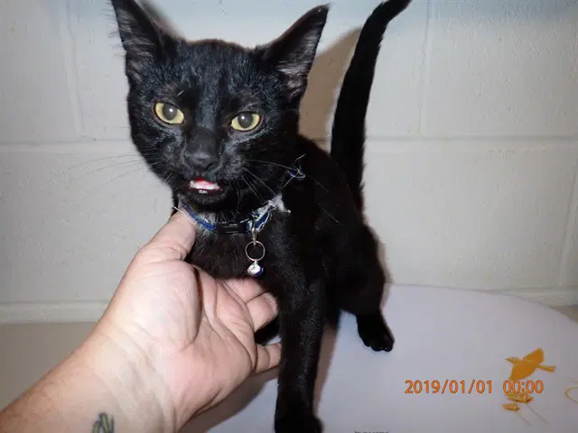 Boo - Domestic Short Hair