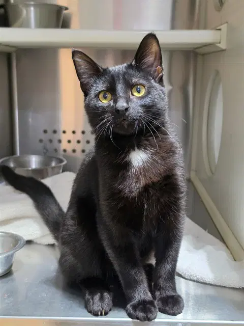 Boo - Domestic Short Hair