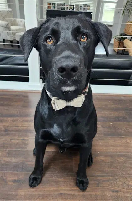 Acetenn - Labrador Retriever