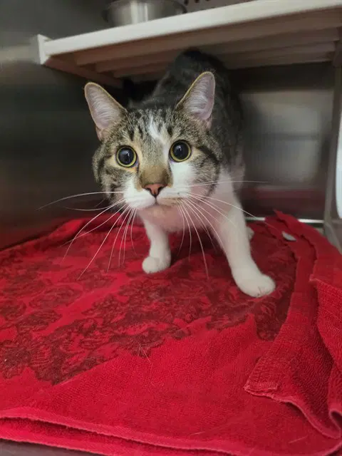 Pepper - Domestic Short Hair