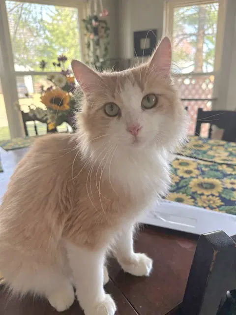 Mango - Domestic Medium Hair