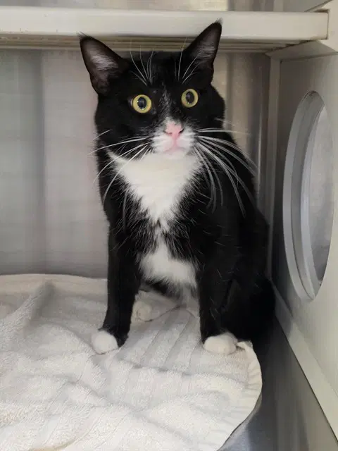Georgie - Domestic Short Hair