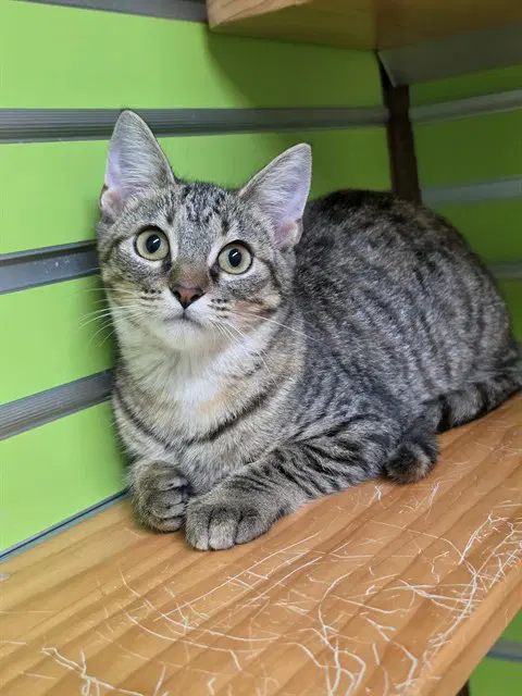 Star - Domestic Short Hair