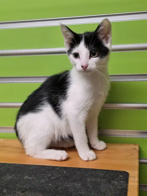 Chloe - Domestic Short Hair