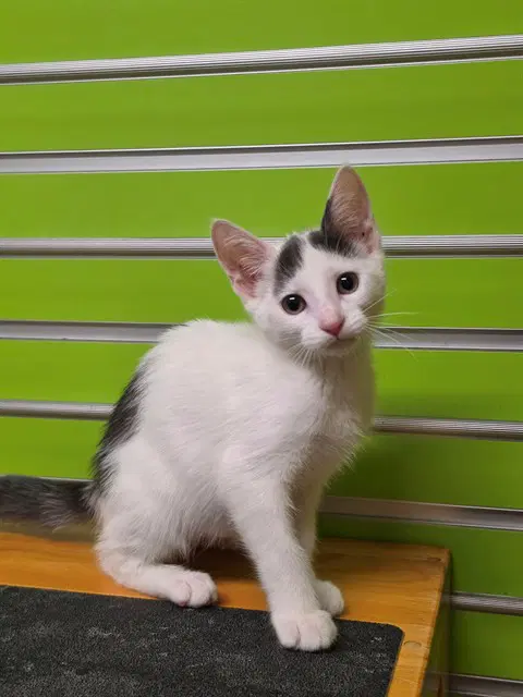 Trixie - Domestic Short Hair