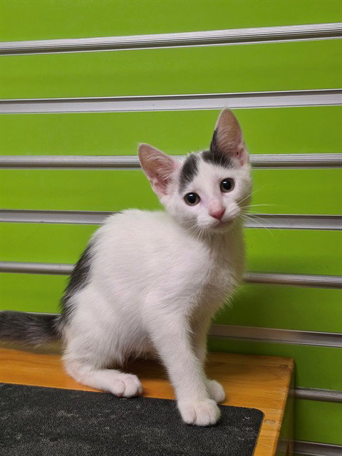 TRIXIE, a cat for adoption from St Charles County Humane Services