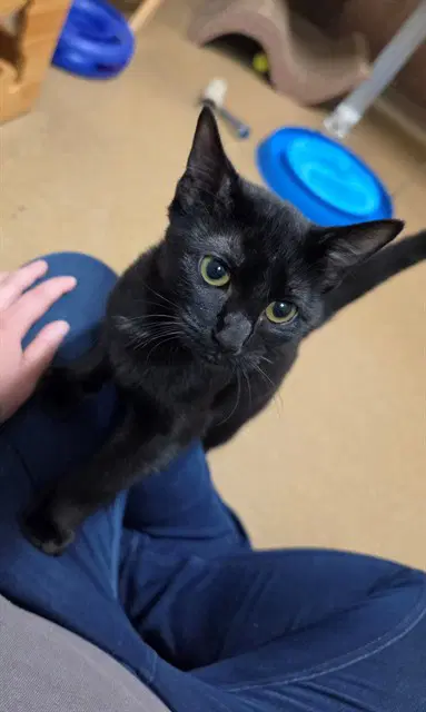 Hazel - Domestic Short Hair