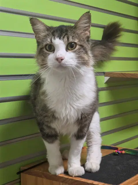 Cosmo - Domestic Medium Hair