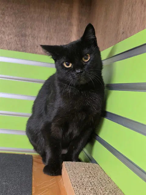Vicki - Domestic Short Hair