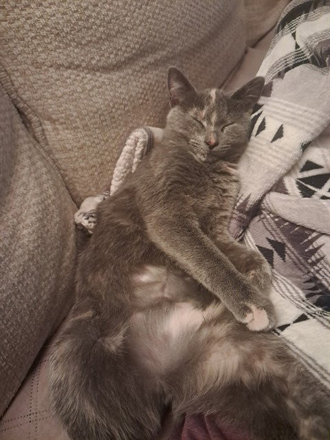 BLONDA