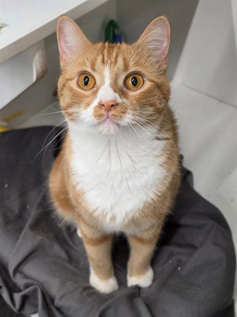 WANDA, a cat for adoption from St Charles County Humane Services