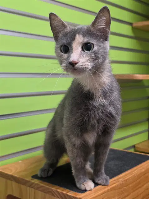 Kiki - Domestic Short Hair