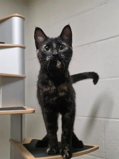 Bungi - Domestic Short Hair
