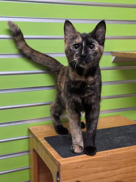 Opal - Domestic Short Hair