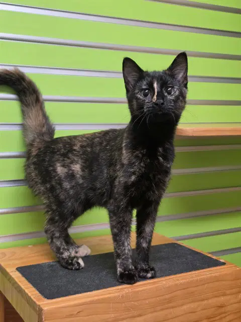 Knox - Domestic Short Hair