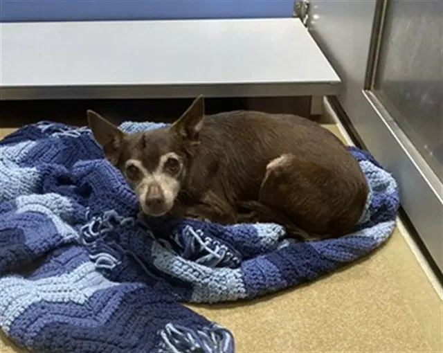Kilo - Chihuahua