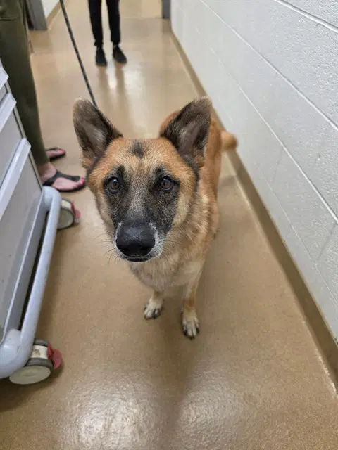 Luna - German Shepherd Dog