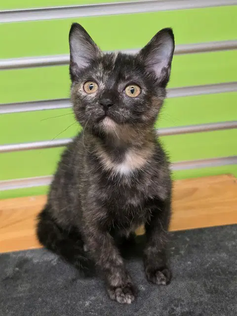 Rebel - Domestic Short Hair