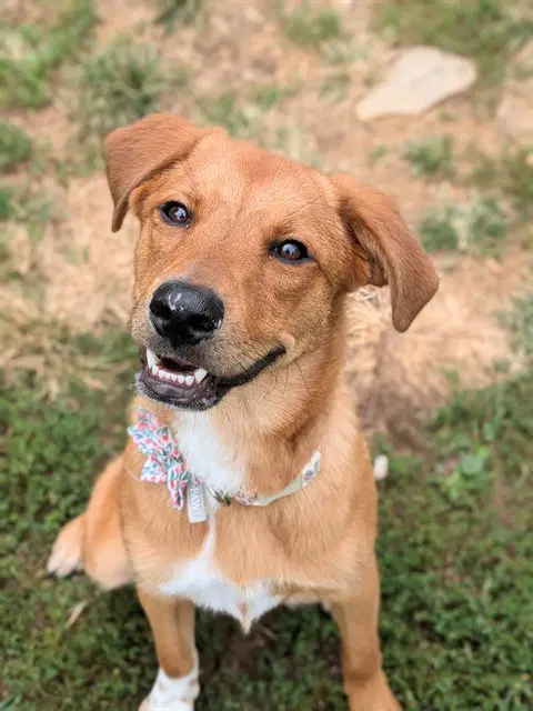 Ella - Labrador Retriever