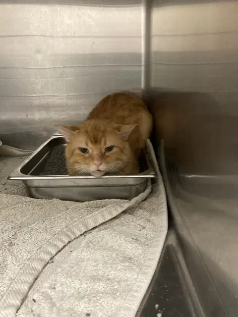 Chester - Domestic Short Hair