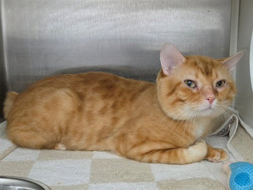 CHESTER, a cat for adoption from St Charles County Humane Services