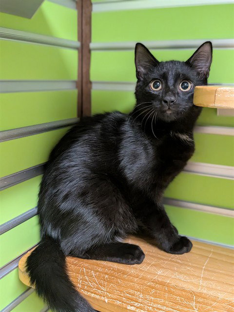 DOUG, a cat for adoption from St Charles County Humane Services