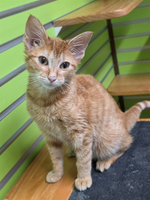 MATHENY, a cat for adoption from St Charles County Humane Services