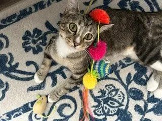 Maple - Domestic Short Hair