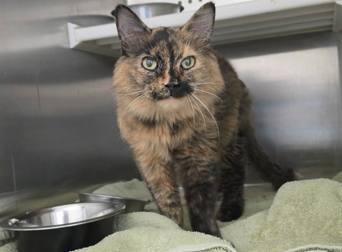 WINIFRED, a cat for adoption from St Charles County Humane Services