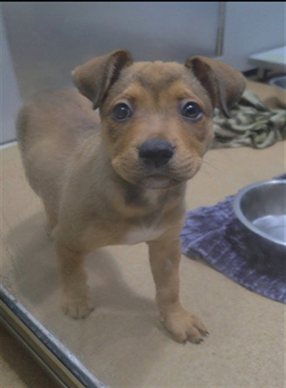 TRUFFLE, a dog for adoption from St Charles County Humane Services