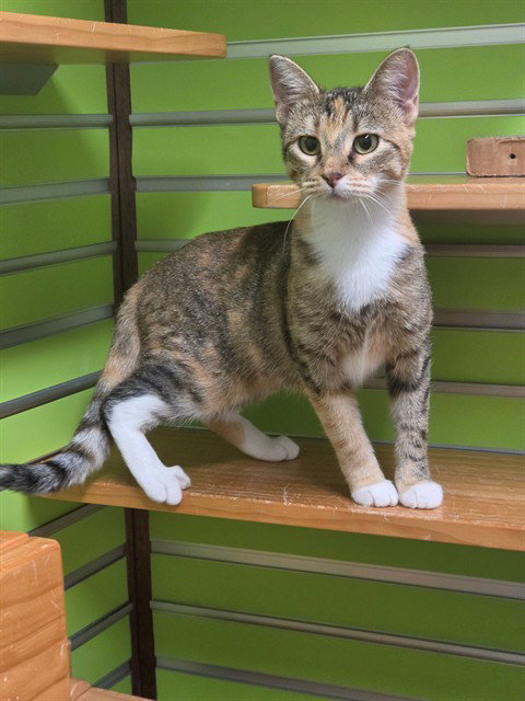 SANDY, a cat for adoption from St Charles County Humane Services