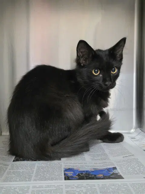 Daemon - Domestic Medium Hair