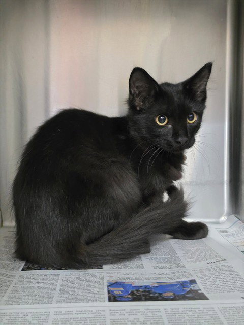 DAEMON, a cat for adoption from St Charles County Humane Services