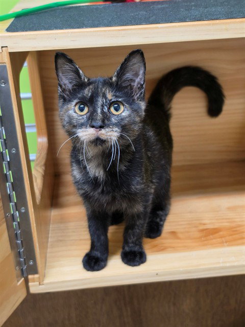 MELI, a cat for adoption from St Charles County Humane Services