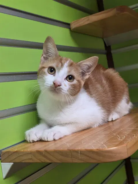 Hecate - Domestic Short Hair