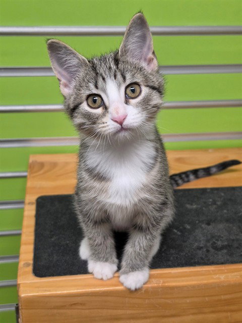 LANCE, a cat for adoption from St Charles County Humane Services