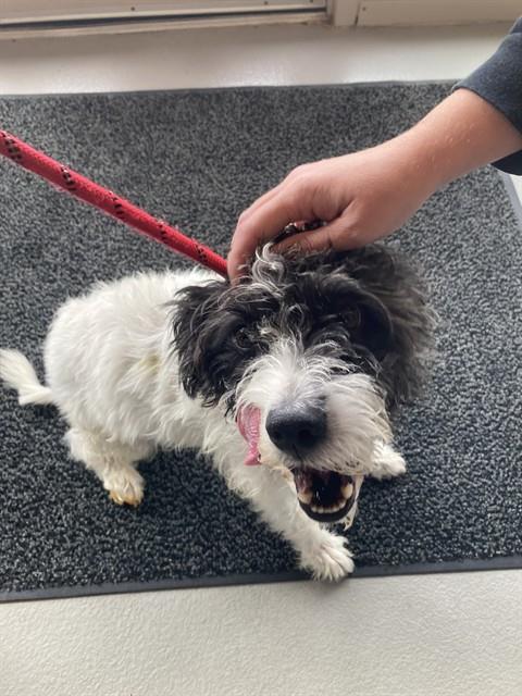 MOOSE, a dog for adoption from St Charles County Humane Services
